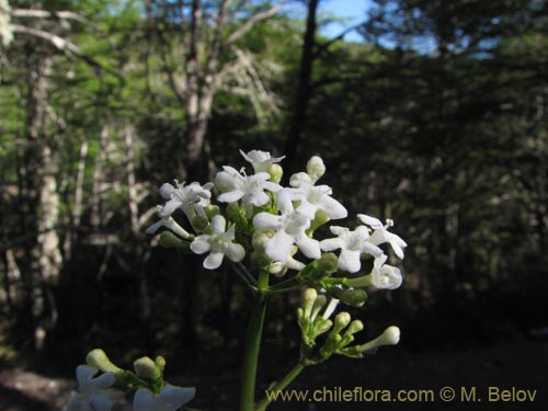 Valeriana sp. #2206の写真