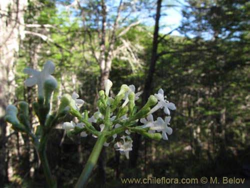 Imágen de Valeriana sp. #2206 (). Haga un clic para aumentar parte de imágen.