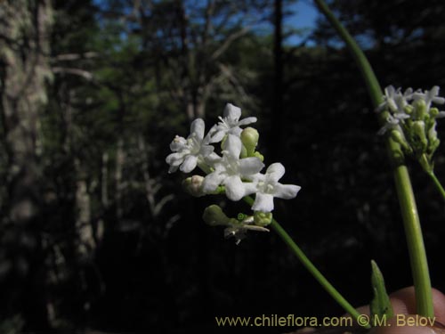 Valeriana sp. #2206の写真