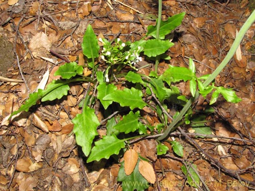 Imágen de Valeriana sp. #2206 (). Haga un clic para aumentar parte de imágen.