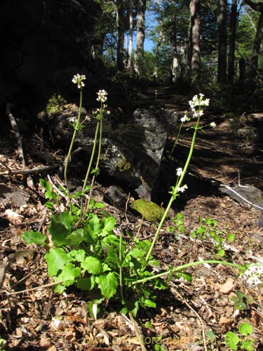 Image of Valeriana sp. #2206 (). Click to enlarge parts of image.