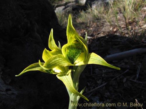 Imágen de Chloraea sp. #2119 (). Haga un clic para aumentar parte de imágen.