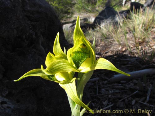 Image of Chloraea sp. #2119 (). Click to enlarge parts of image.