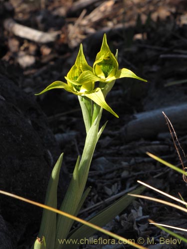 Bild von Chloraea sp. #2119 (). Klicken Sie, um den Ausschnitt zu vergrössern.