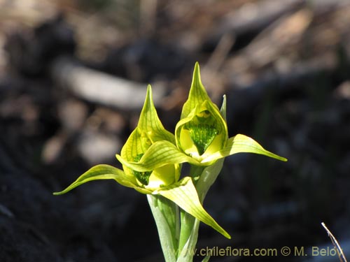 Chloraea sp. #2119の写真