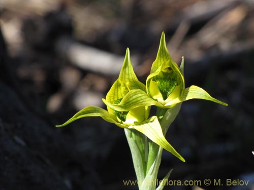 Imágen de Chloraea sp. #2119 (). Haga un clic para aumentar parte de imágen.