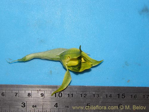Chloraea sp. #2119の写真