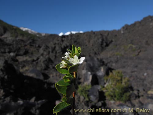 Image of Gaultheria sp. #2348 (). Click to enlarge parts of image.