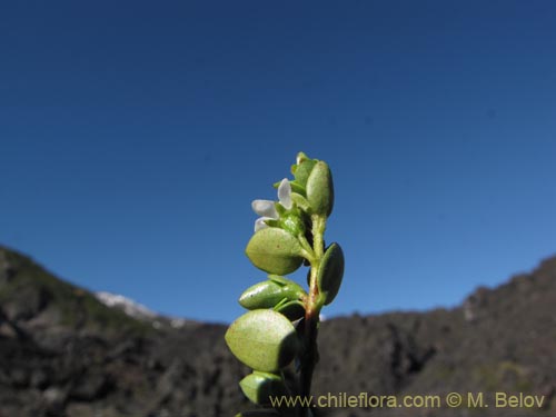 Image of Gaultheria sp. #2348 (). Click to enlarge parts of image.