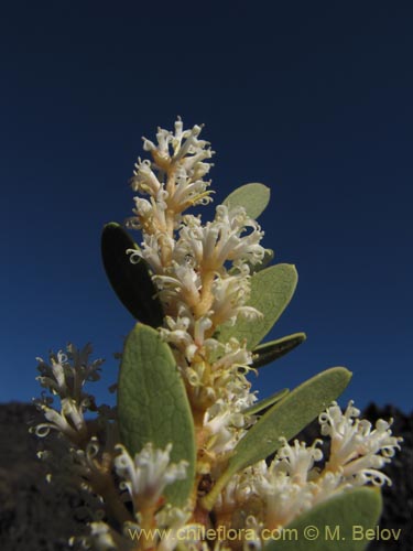 Image of Orites myrtoidea (Radal enano). Click to enlarge parts of image.