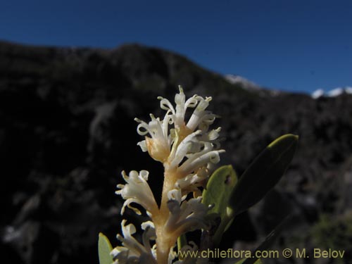 Imágen de Orites myrtoidea (Radal enano). Haga un clic para aumentar parte de imágen.