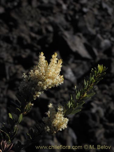 Фотография Orites myrtoidea (Radal enano). Щелкните, чтобы увеличить вырез.