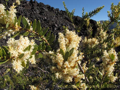 Image of Orites myrtoidea (Radal enano). Click to enlarge parts of image.