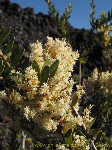 Bild von Orites myrtoidea (Radal enano). Klicken Sie, um den Ausschnitt zu vergrössern.