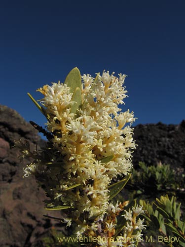 Imágen de Orites myrtoidea (Radal enano). Haga un clic para aumentar parte de imágen.