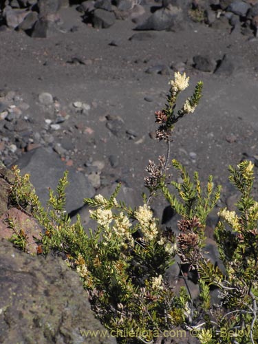 Bild von Orites myrtoidea (Radal enano). Klicken Sie, um den Ausschnitt zu vergrössern.