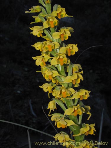 Bild von Gavilea odoratissima (). Klicken Sie, um den Ausschnitt zu vergrössern.