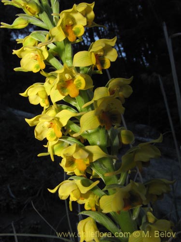 Bild von Gavilea odoratissima (). Klicken Sie, um den Ausschnitt zu vergrössern.