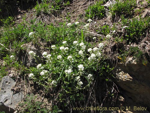 Brassicaceae sp. #3102의 사진