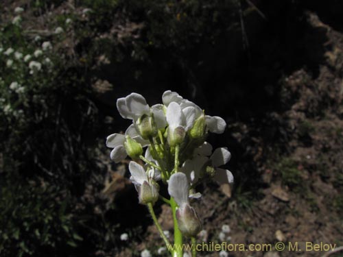 Imágen de Brassicaceae sp. #3102 (). Haga un clic para aumentar parte de imágen.