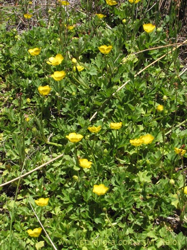 Ranunculus sp. #3106의 사진