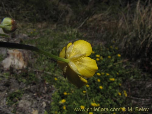 Ranunculus sp. #3106의 사진