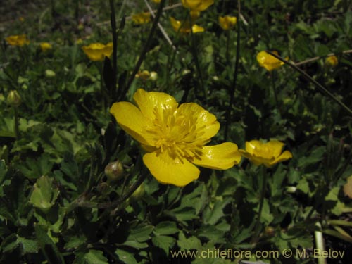 Ranunculus sp. #3106の写真