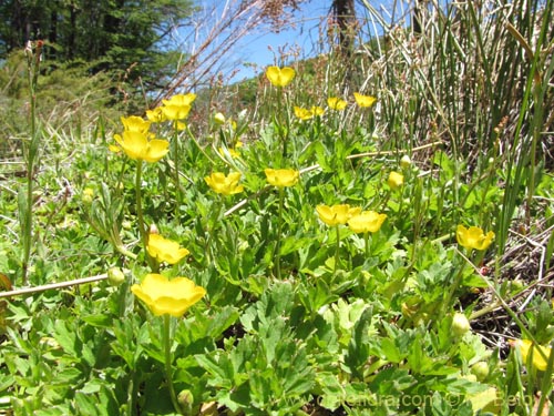 Image of Ranunculus sp. #3106 (). Click to enlarge parts of image.