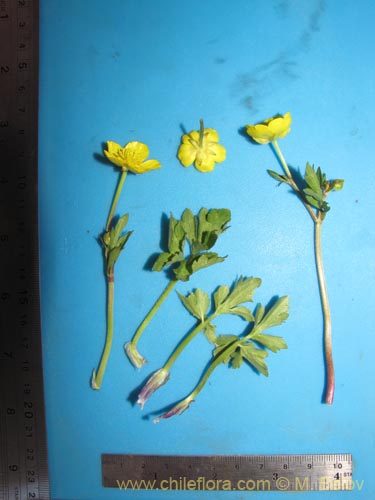 Image of Ranunculus sp. #3106 (). Click to enlarge parts of image.