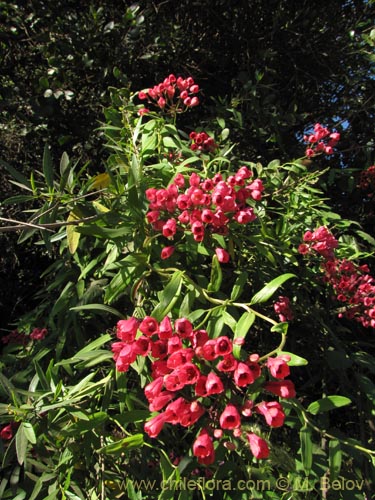 Image of Bomarea salsilla (Salsilla / Zarcilla / Copihuito). Click to enlarge parts of image.