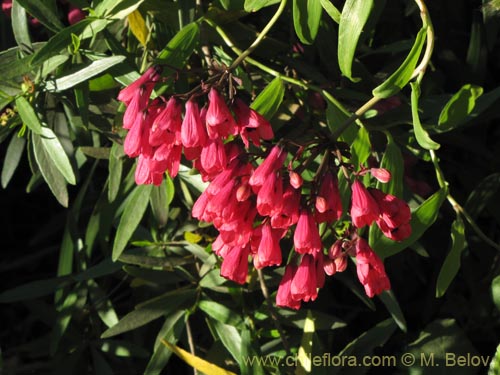 Image of Bomarea salsilla (Salsilla / Zarcilla / Copihuito). Click to enlarge parts of image.