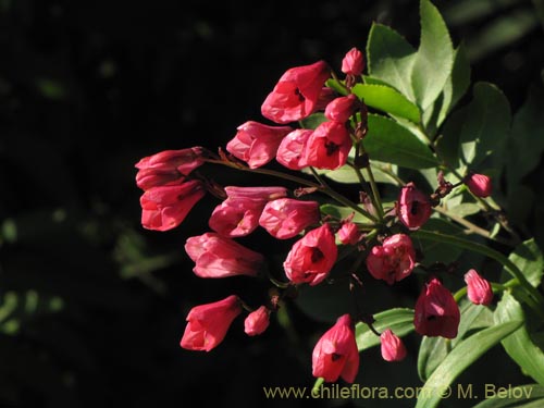 Image of Bomarea salsilla (Salsilla / Zarcilla / Copihuito). Click to enlarge parts of image.