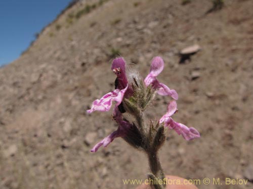 Stachys sp. #1343의 사진