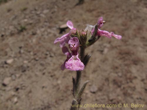 Stachys sp. #1343의 사진