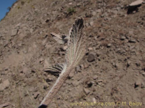 Stachys sp. #1343의 사진