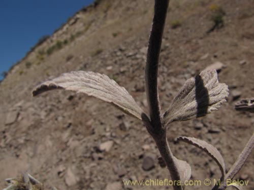 Bild von Stachys sp. #1343 (). Klicken Sie, um den Ausschnitt zu vergrössern.