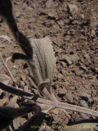 Imágen de Stachys sp. #1343 (). Haga un clic para aumentar parte de imágen.