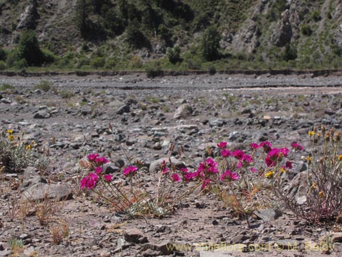 Bild von Montiopsis umbellata (). Klicken Sie, um den Ausschnitt zu vergrössern.