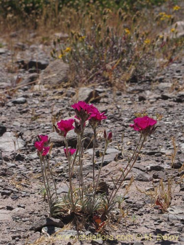 Imágen de Montiopsis umbellata (). Haga un clic para aumentar parte de imágen.