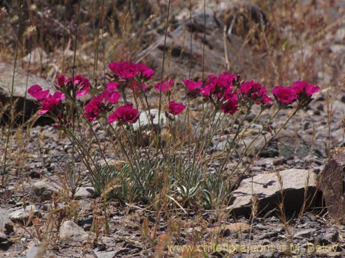 Imágen de Montiopsis umbellata (). Haga un clic para aumentar parte de imágen.