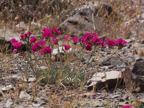 Bild von Montiopsis umbellata (). Klicken Sie, um den Ausschnitt zu vergrössern.