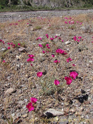 Bild von Montiopsis umbellata (). Klicken Sie, um den Ausschnitt zu vergrössern.