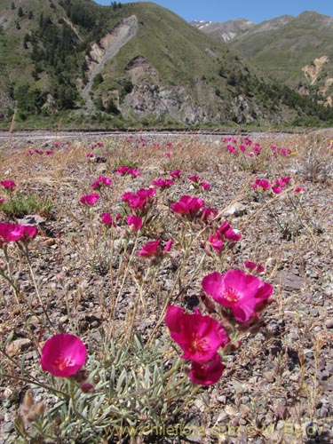 Imágen de Montiopsis umbellata (). Haga un clic para aumentar parte de imágen.