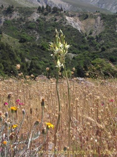 Bild von Chloraea cristata (orquidea amarilla). Klicken Sie, um den Ausschnitt zu vergrössern.