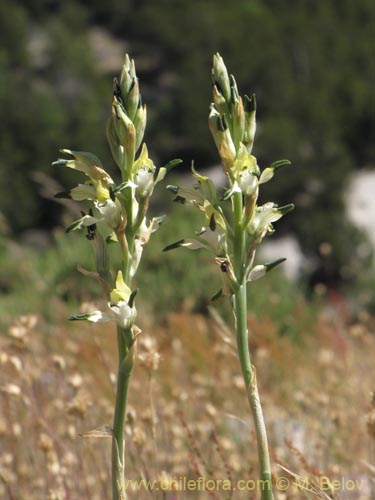 Imágen de Chloraea cristata (orquidea amarilla). Haga un clic para aumentar parte de imágen.