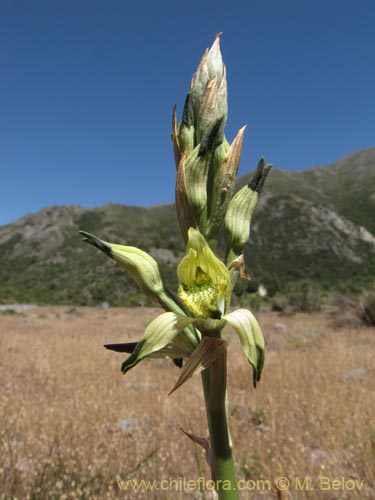 Bild von Chloraea cristata (orquidea amarilla). Klicken Sie, um den Ausschnitt zu vergrössern.