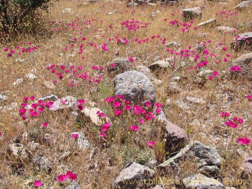 Bild von Montiopsis umbellata (). Klicken Sie, um den Ausschnitt zu vergrössern.