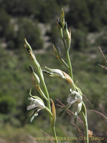 Chloraea incisa的照片