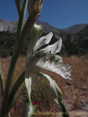 Фотография Chloraea incisa (). Щелкните, чтобы увеличить вырез.