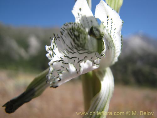 Image of Chloraea incisa (). Click to enlarge parts of image.